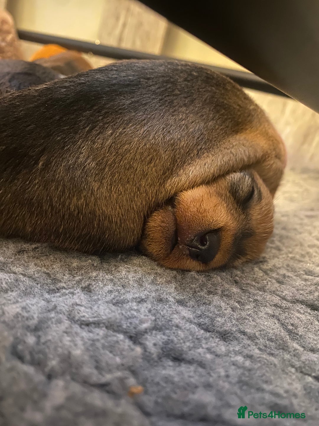 Miniature Dachshund dogs for sale: Supreme KC Miniature Wirehaired Dachshunds! - Advert 27