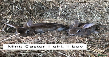 Rex rabbits - Advert 12