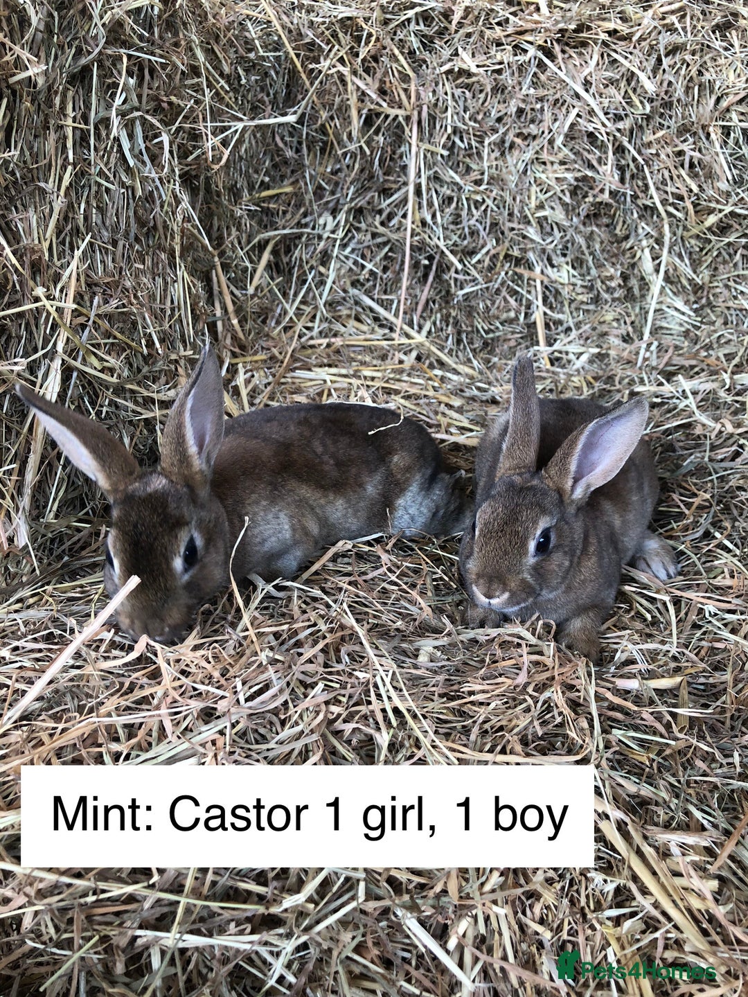 Rex rabbits for sale: Beautiful Purebred Velvet Mini Rex babies  - Image 4