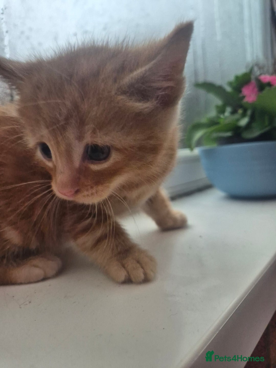 Mixed Breed cats for sale: Playful kittens🥰 - Advert 4