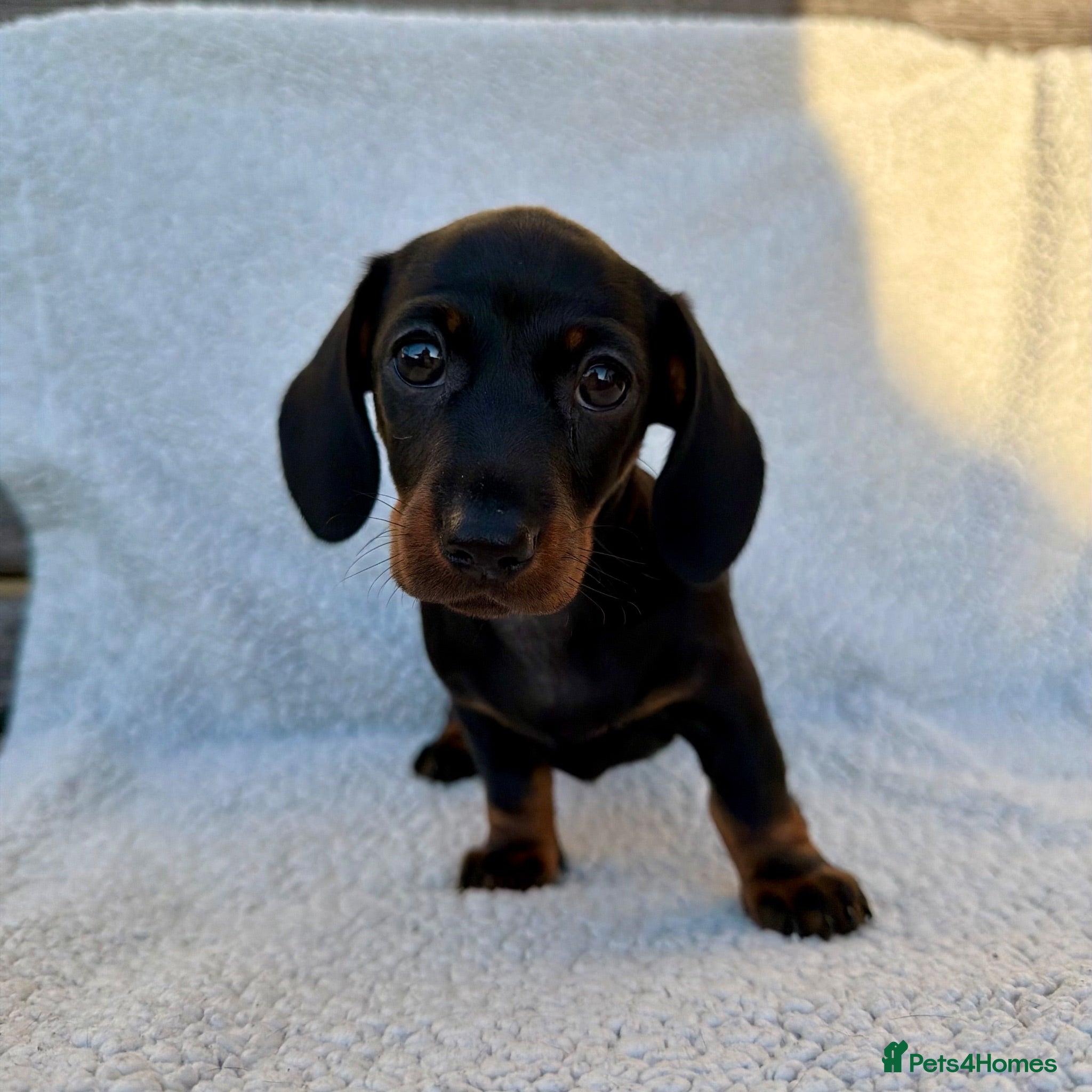 Miniature Dachshund dogs Stunning Miniature Dachshunds - Advert 5