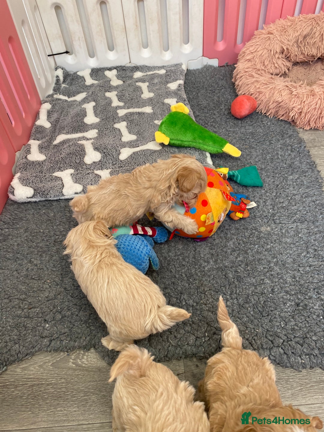 Maltipoo dogs for sale: Beautiful Apricot Maltipoo puppies. - Image 28