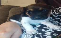 Mixed Breed dogs for sale: Stunning litter of 8 - Image 20