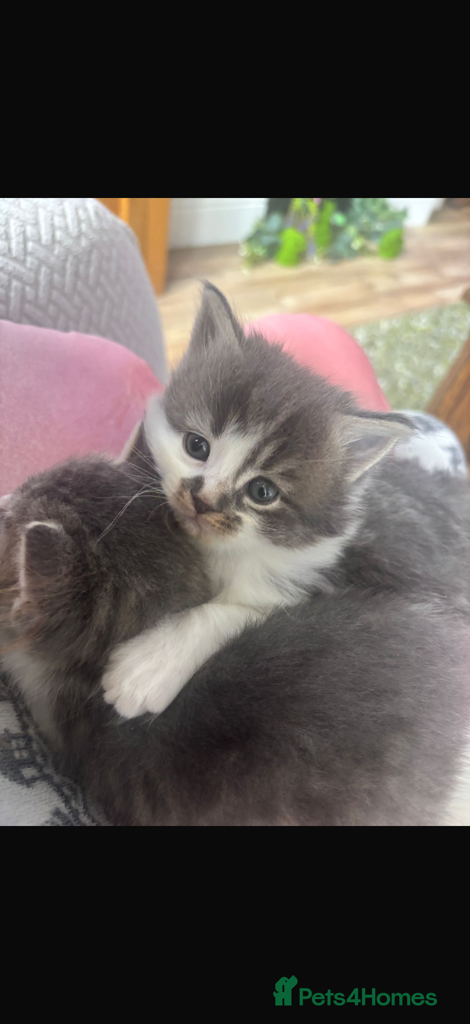 British Shorthair cats Beautiful grey kittens - Advert 1