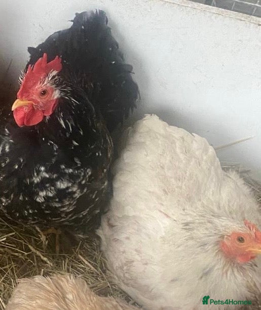 Chickens poultry Trio pekin bantams - Advert 3