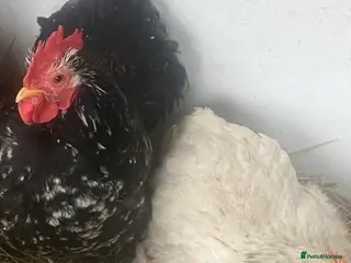 Chickens poultry Trio pekin bantams - Advert 3