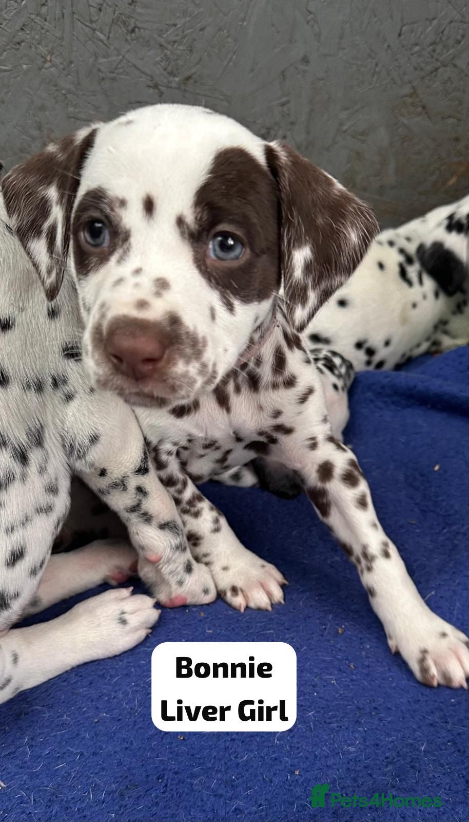 Dalmatian dogs KC Reg Dalmatian Puppies Black & Liver - Advert 12