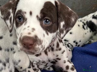 Dalmatian dogs KC Reg Dalmatian Puppies Black & Liver - Advert 12