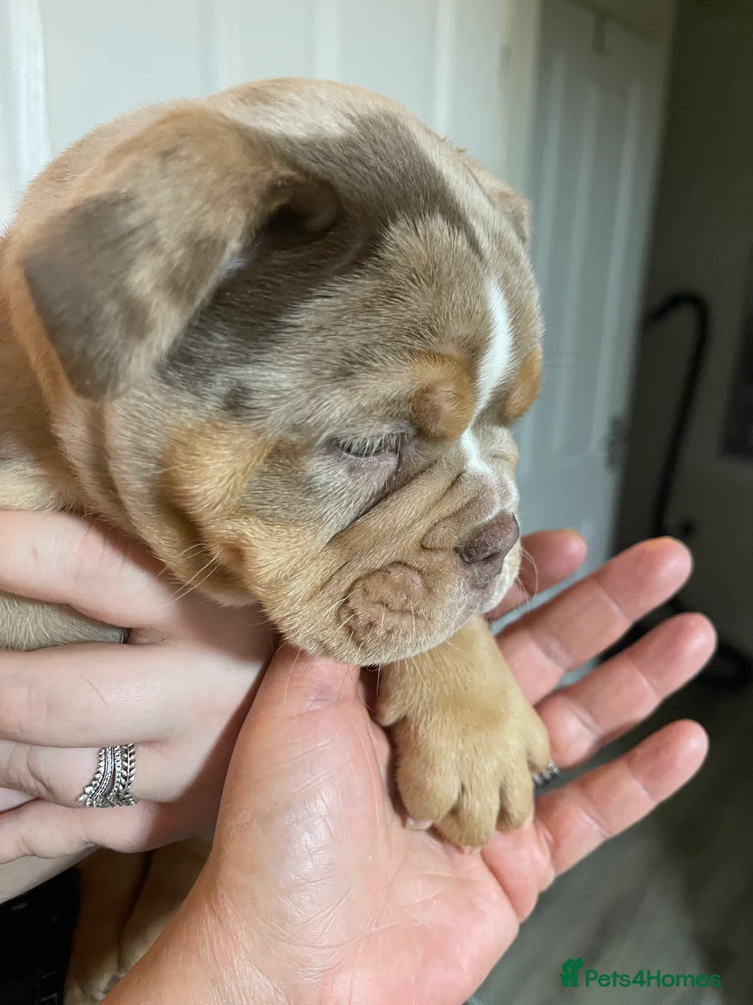 Olde English Bulldogge dogs for sale: Olde English Bulldogs - Advert 35