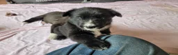Mixed Breed dogs for sale: Husky Cross Puppies - Advert 23