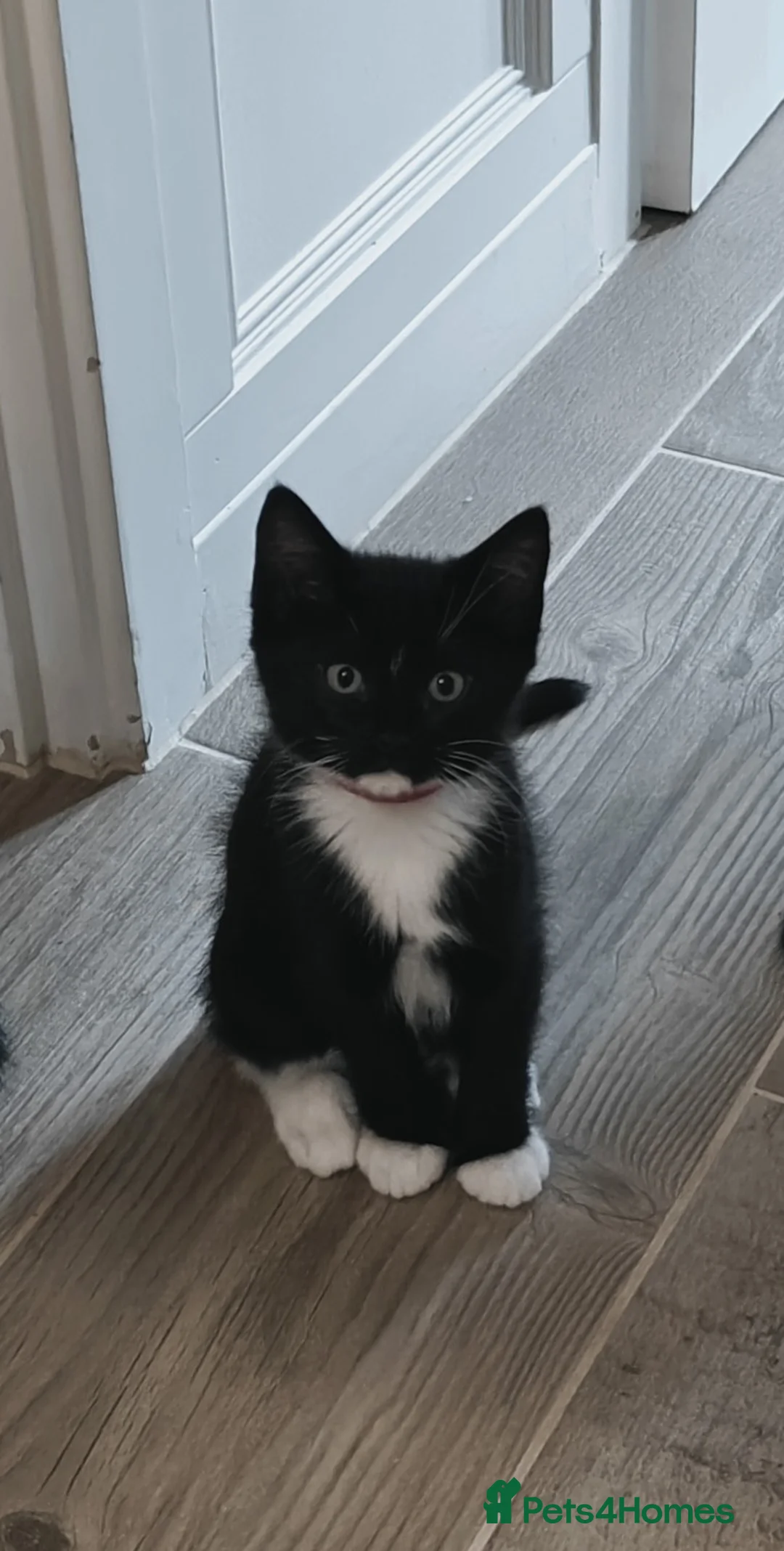 Ragdoll cats for sale: Ragdoll mix  - Advert 32