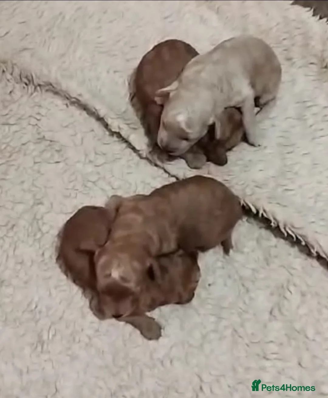 Toy Poodle dogs for stud: Beautiful Red Toy Poodle for Stud in Motherwell - Advert 37