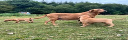Labrador Retriever dogs for sale: Gorgeous fox red Labrador female puppies - Advert 7