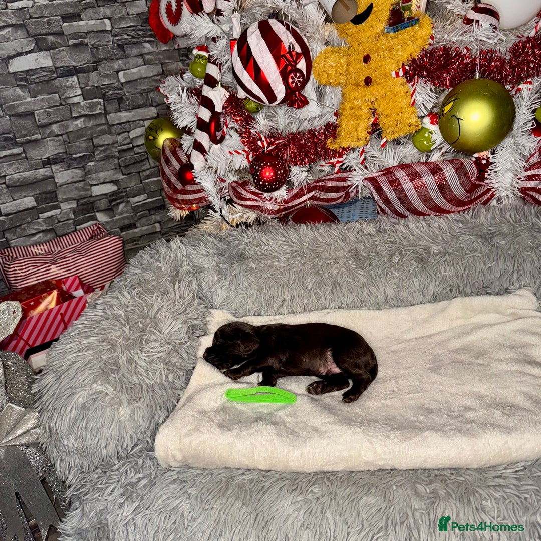 Cocker Spaniel dogs for sale: 🐶THE 8 MISFITS of SHEER BEAUTY🐶 - Advert 14