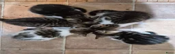 Mixed Breed cats for sale: Kittens ready to leave now in Weymouth - Advert 12