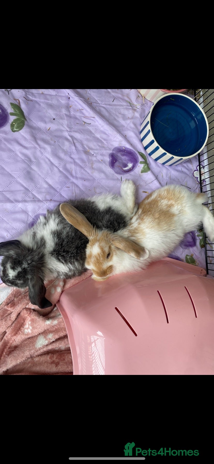 Mixed Breed rabbits Indoor sister rabbits must go together  - Advert 1