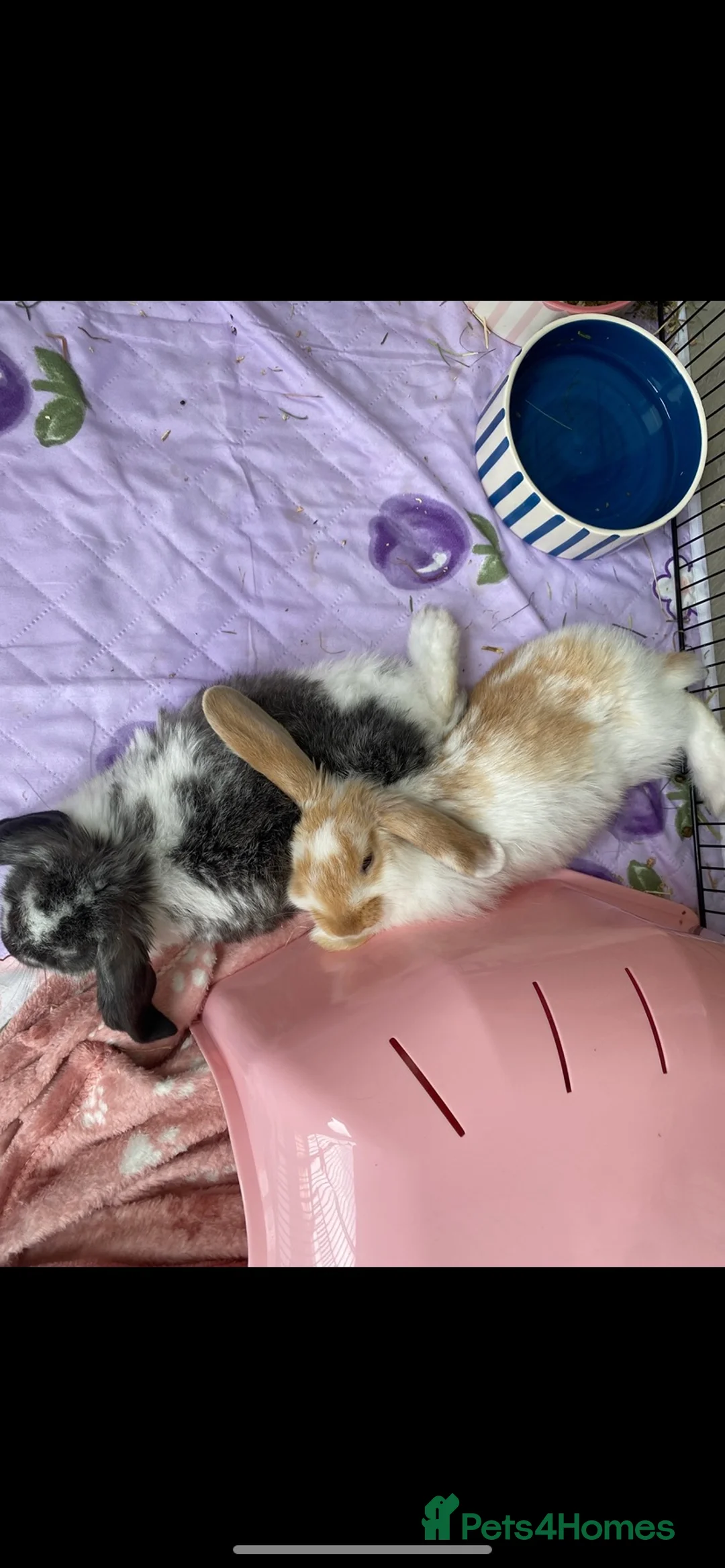 Mixed Breed rabbits for sale: Indoor sister rabbits must go together  in Ebbw Vale - Advert 1