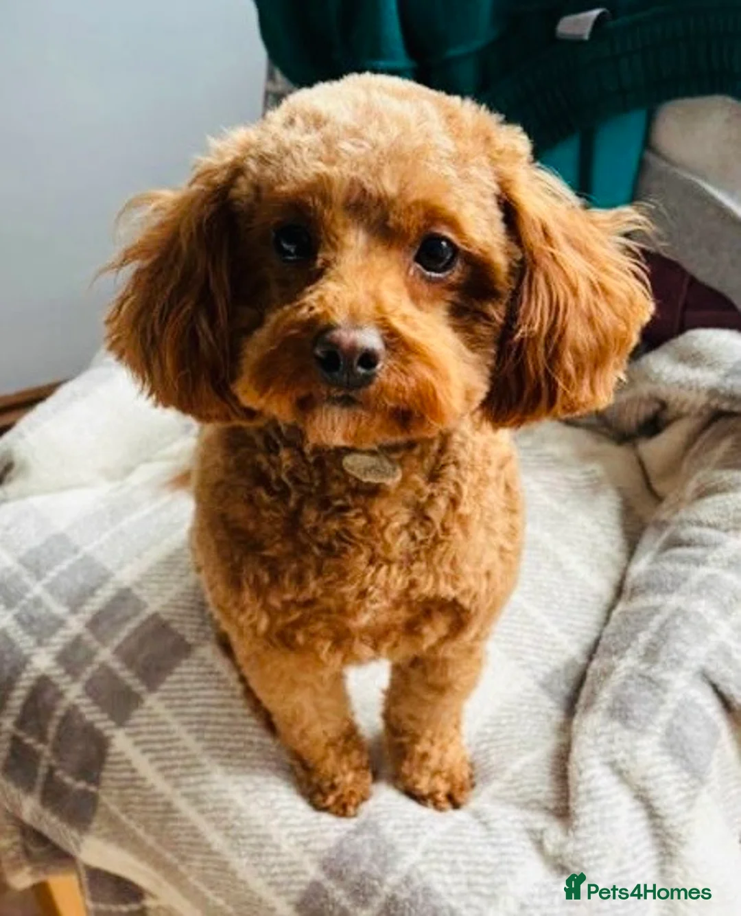 Cavapoo dogs for sale: Beautifully bred tiny toy Cavapoos  - Advert 12