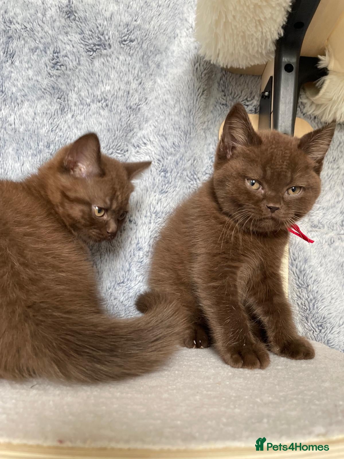 British Shorthair cats for sale: Gorgeous GCCF Chocolate British Shorthair kittens - Advert 11