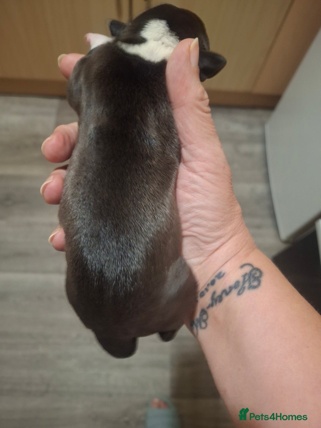 Staffordshire Bull Terrier dogs for sale: Staffordshire bull terrier puppies  - Image 9