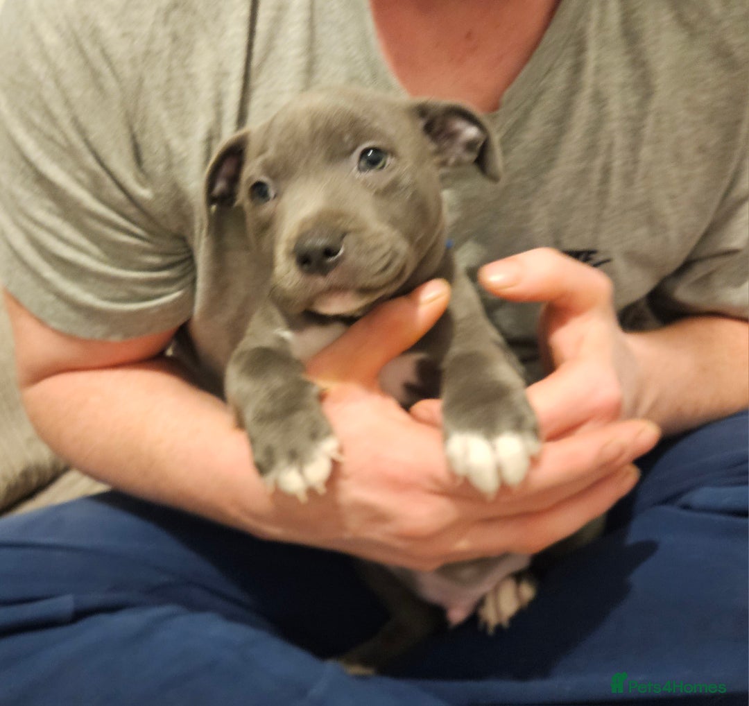 Staffordshire Bull Terrier dogs for sale: Beautiful blue Staffordshire bull terrier puppies  - Advert 6
