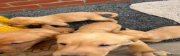 Labrador Retriever dogs for sale: Fox red Labrador puppys kc registered  - Advert 9