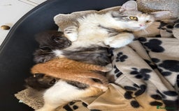 Maine Coon cats for sale: 5 beautiful kittens  - Image 13