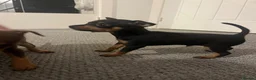 Miniature Pinscher dogs for sale: Beautiful 5generation pedigree min pin pupp - Advert 6