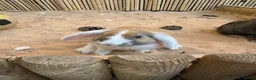 Mixed Breed rabbits for sale: Rabbits for sale - Advert 9