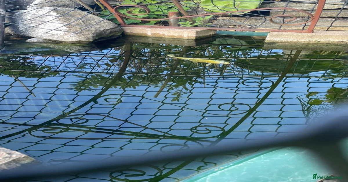 Koi Carp Fish for sale in Maidstone, Kent | Pets4Homes