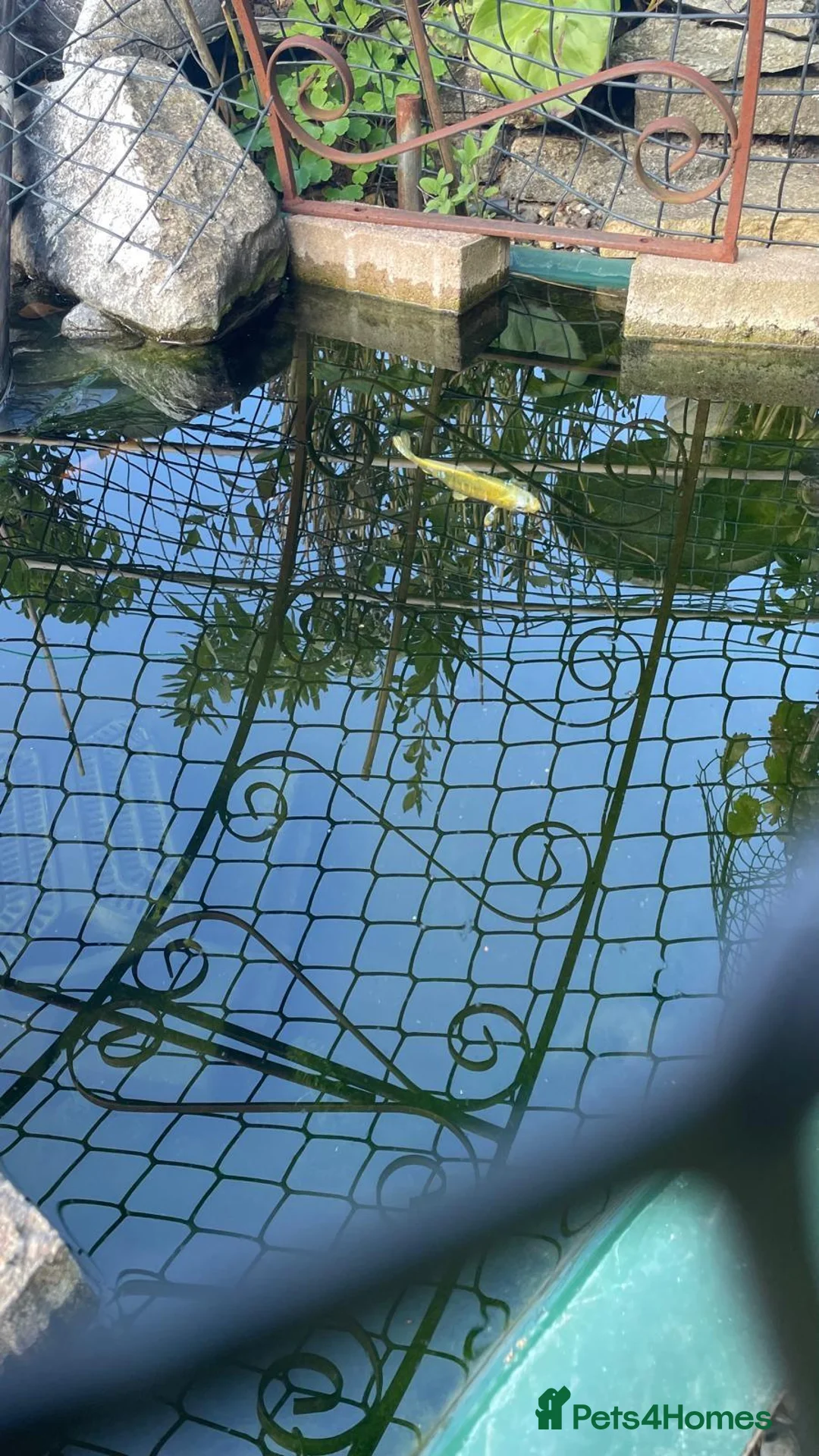 Koi Carp fish for sale: platinum ogon koi for sale around 10cm  in St Albans - Advert 1