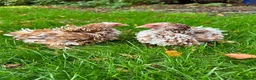Chickens poultry for sale: Bantam hens at point of lay  - Advert 8