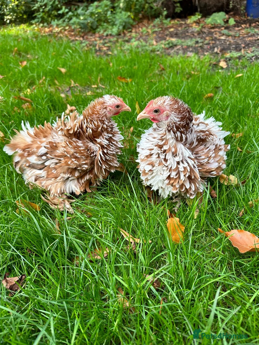 Chickens poultry for sale: Bantam hens at point of lay  - Advert 8