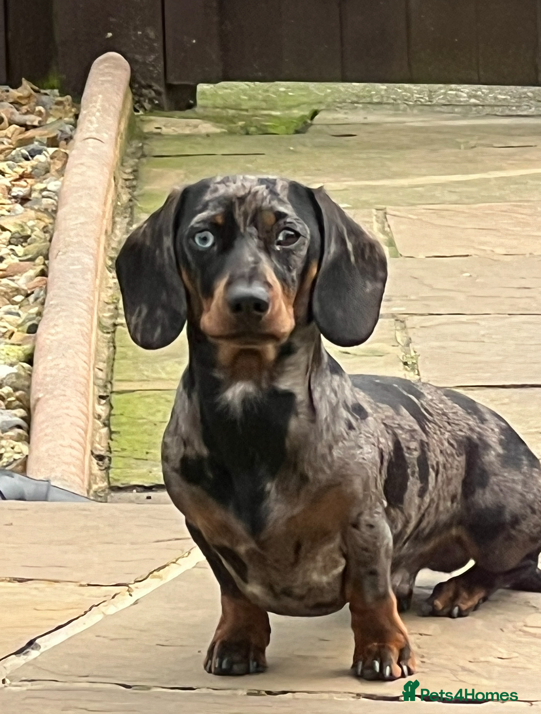 Miniature Dachshund dogs for stud: KC REGISTERED true miniature dachshund for stud in Sittingbourne - Advert 4