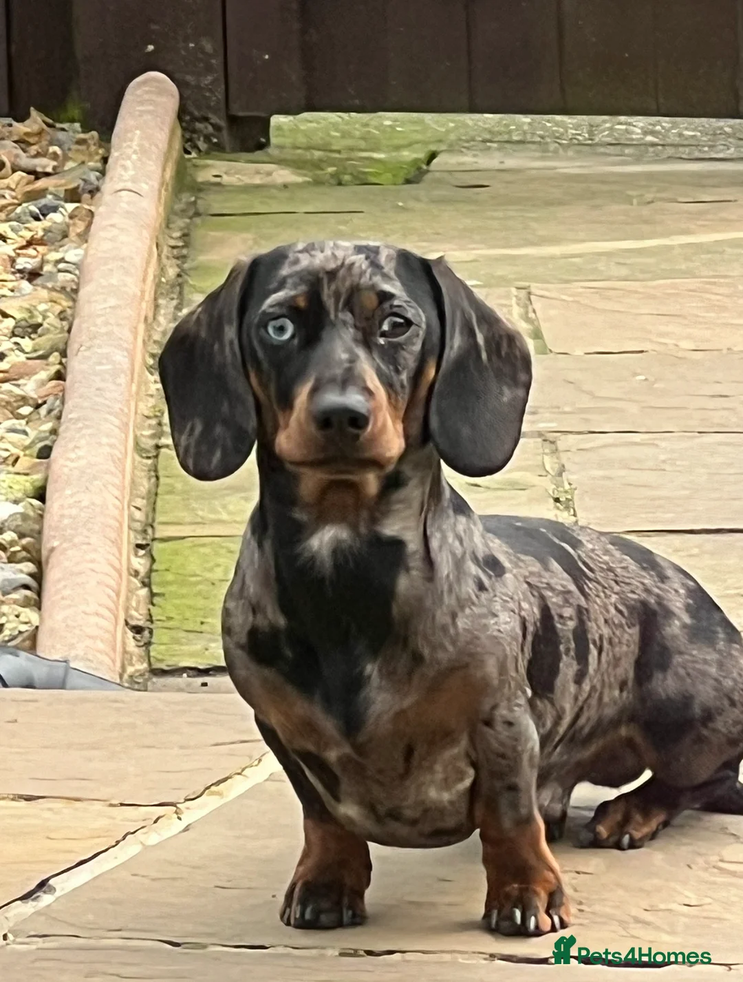 Miniature Dachshund dogs for stud: KC REGISTERED true miniature dachshund for stud in Sittingbourne - Advert 4