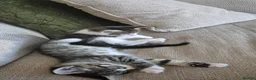 Mixed Breed cats for sale: Mum Bengal Mix - Advert 13