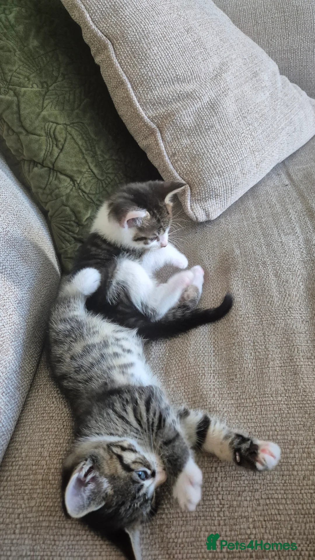 Mixed Breed cats for sale: Mum Bengal Mix - Advert 13