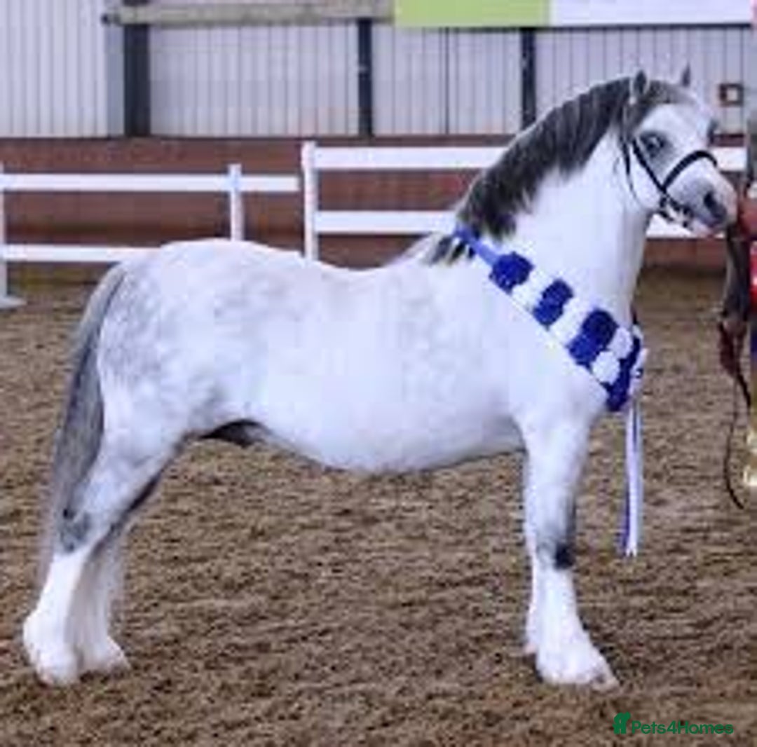 Welsh Section A horses for sale: Reg. Welsh section A yearling colt  - Image 3