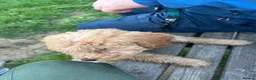 Cavapoochon dogs for sale: Gorgeous Apricot Cavapoochon Girl - Advert 13