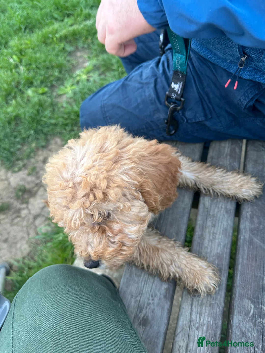 Cavapoochon dogs for sale: Gorgeous Apricot Cavapoochon Girl - Advert 13