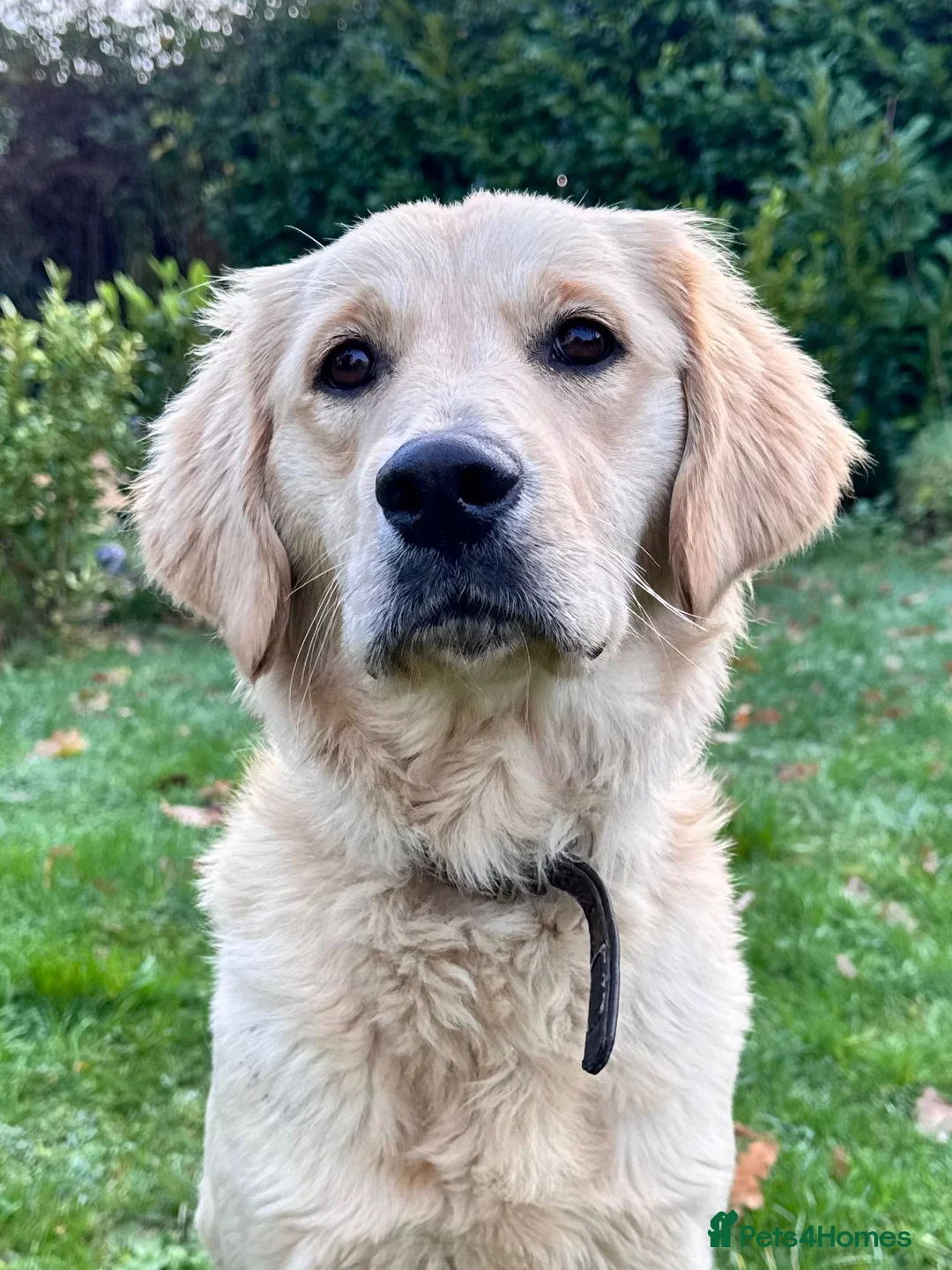 Golden Retriever dogs for sale: Loving Golden Retriever Bitch - 10 months old  - Advert 6
