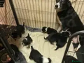 Border Collie dogs Beautiful border collie pup - Advert 1