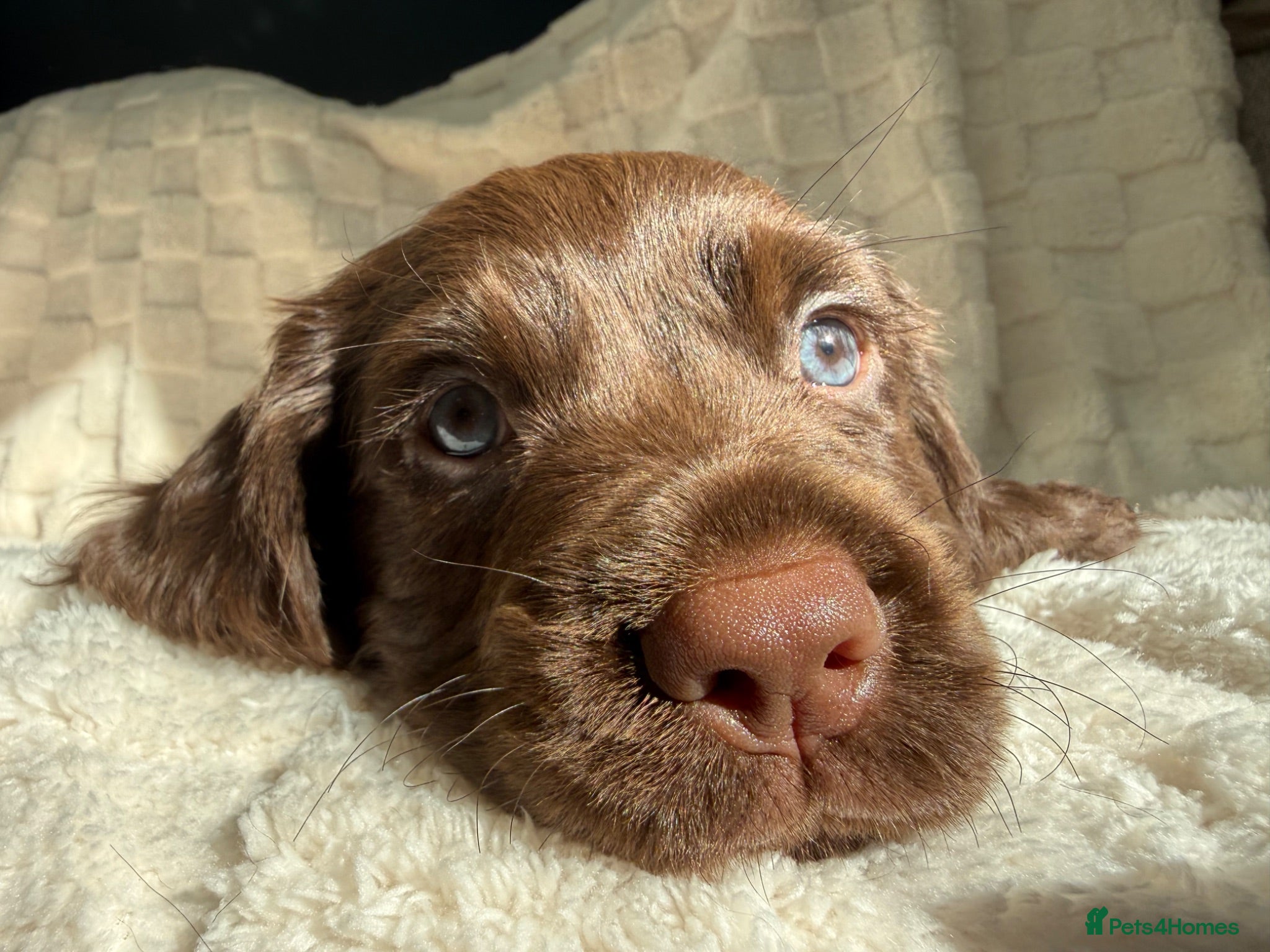 Cocker Spaniel dogs LAST 2 Gorgeous blue eyed boy KC registered cocker - Advert 2