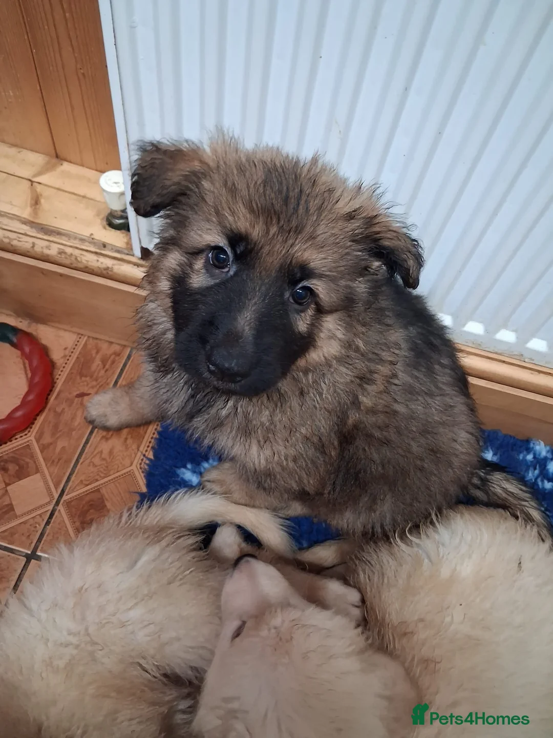 German Shepherd dogs for sale: Beautiful long haired straight back GSD babies  - Advert 3