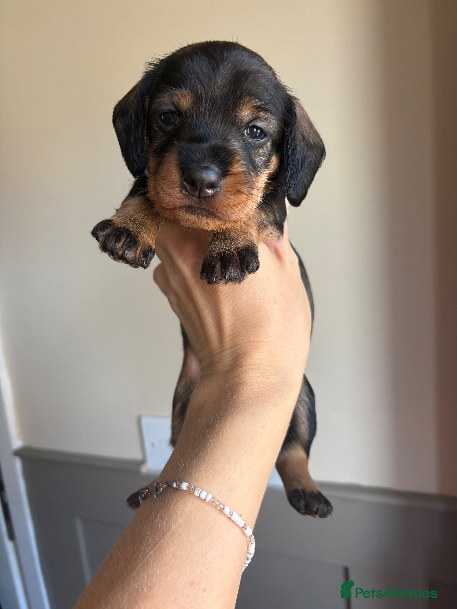 Dachshund dogs ✨Health tested, KC reg true standard wirehairs✨  - Advert 1