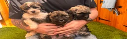 Yorkiepoo dogs for sale: Beautiful yorkipoo’s  - Advert 4