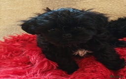 Shihpoo dogs for sale: imperial shihtzu xshipoo - Image 6