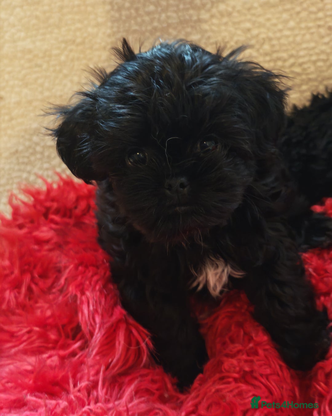 Shihpoo dogs for sale: imperial shihtzu xshipoo - Image 6