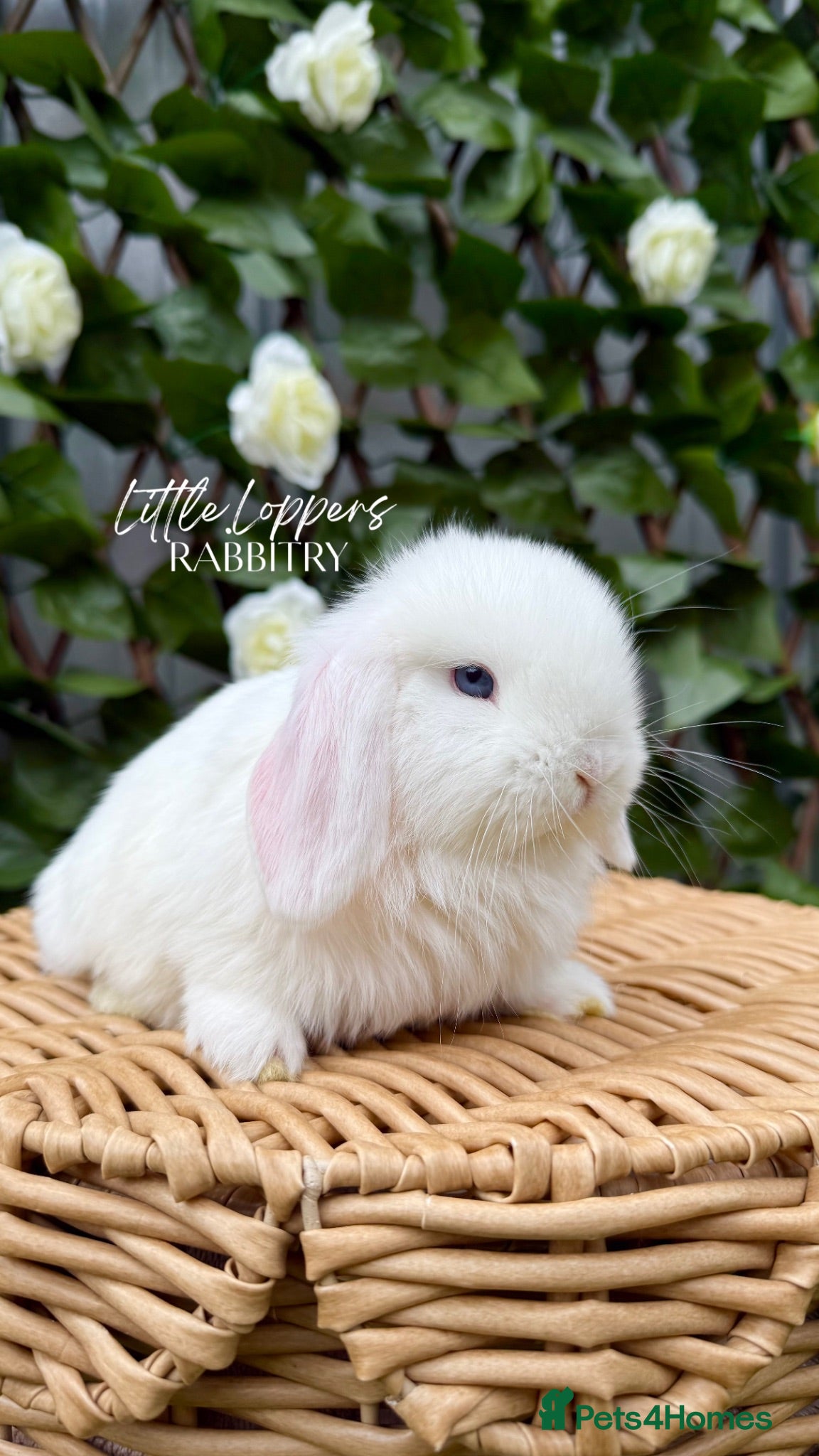 Mini Lop rabbits One Female Mini Lop left to reserve - Advert 12