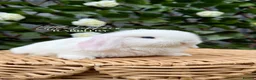 Mini Lop rabbits for sale: One Male One Female Mini Lop Babies to reserve now - Advert 5